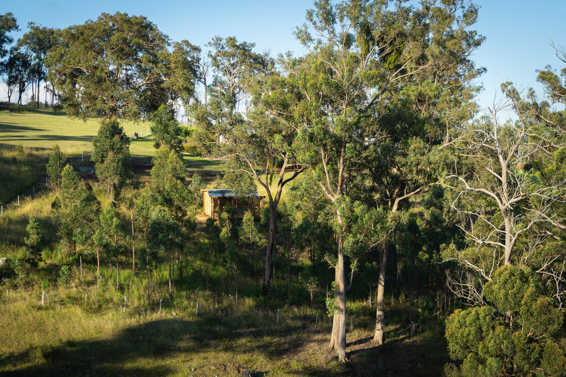 Interior looking out to young eucalypts